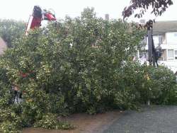 bomen kappen Bergen